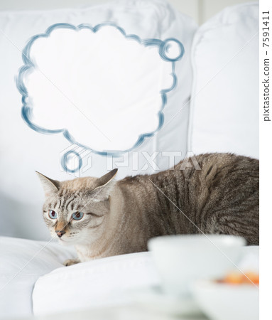 Cute tabby cat at home - laying on sofa and thinking, blank ball Cute tabby cat at home - laying on sofa and thinking, blank ball 7591411