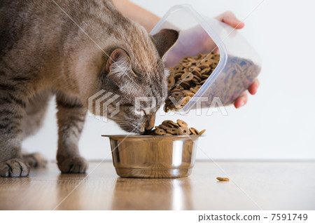 Young cat eating at home from its bowl. Female hand adding food 7591749