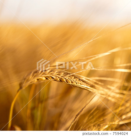 Closeup photo of a golden wheat in field 7594024