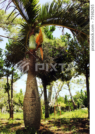  Tokkuriyashi 7598265