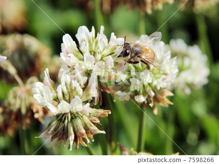 蜜蜂從白玫瑰吮吸蜂蜜 7598266