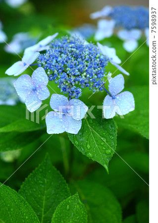 Rainy hydrangea Rainy hydrangea 7598937
