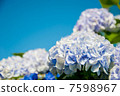 hydrangea   7598967