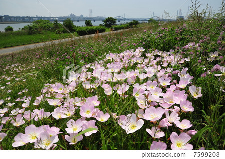 月見草桐 月見草桐 7599208