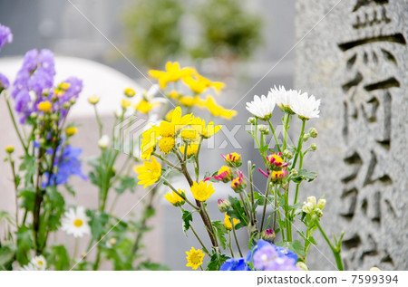 菊花 菊花 7599394