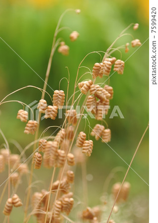 Madder beetle 7599420