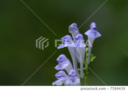 黃芩 黃芩 7599439