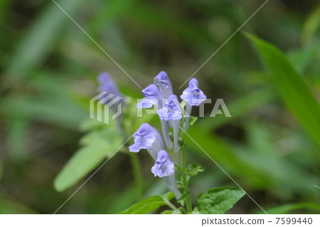 黃芩 黃芩 7599440