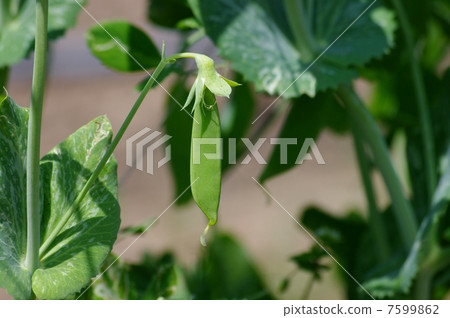 Fruit of Sayaendo Silk Saya 7599862