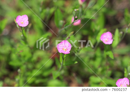 Akabana Yuge Jou的花 7600237