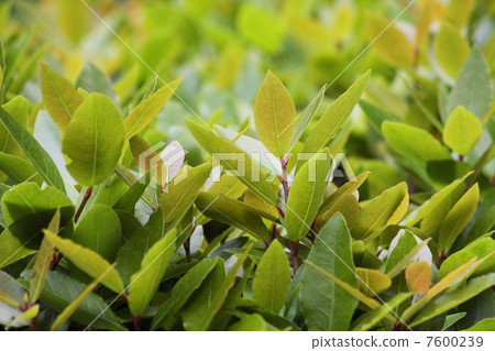 月桂葉 月桂葉 7600239