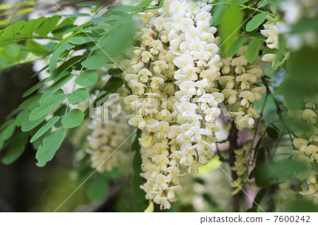 Flower of Harienge 7600242