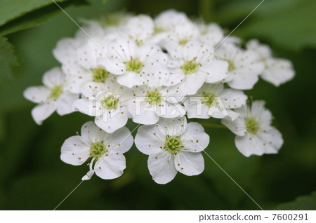 Kobatari花 Kobatari花 7600291