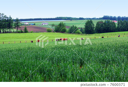 廣闊的鄉村景觀 7600371
