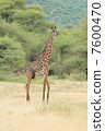 Giraffe  7600470