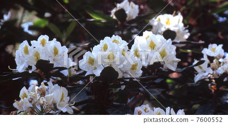 西部杜鵑花女士 西部杜鵑花女士 7600552