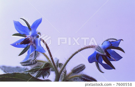 草本藍色邊界 7600558