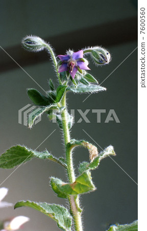 草本藍色邊界 草本藍色邊界 7600560