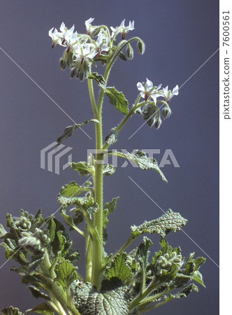 藥草白琉璃苣 7600561