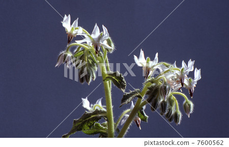 Herb White Borage Herb White Borage 7600562