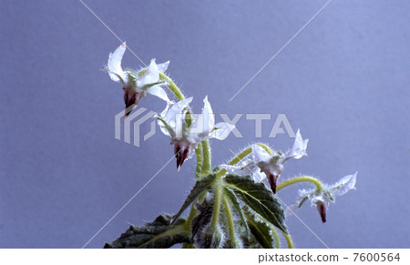 藥草白琉璃苣 7600564