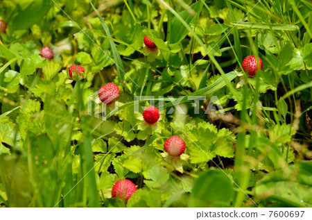 Plants · Heavy rye strawberry 7600697