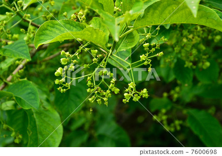 樹·Mayumi家庭 樹·Mayumi家庭 7600698