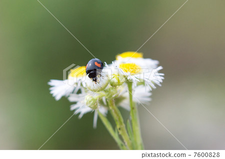 Ladybug Ladybug 7600828