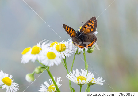 Bennisimi Bennisimi 7600853