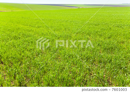 Beautiful spring wheat field Beautiful spring wheat field 7601003