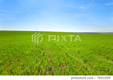Beautiful spring wheat field Beautiful spring wheat field 7601009