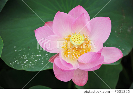 一朵蓮花 7601235