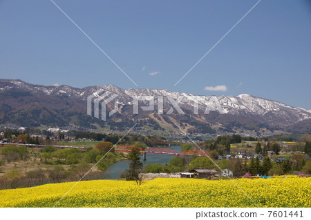油菜田 7601441