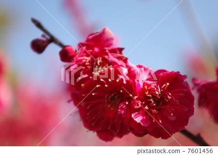 粉紅色的花朵 7601456