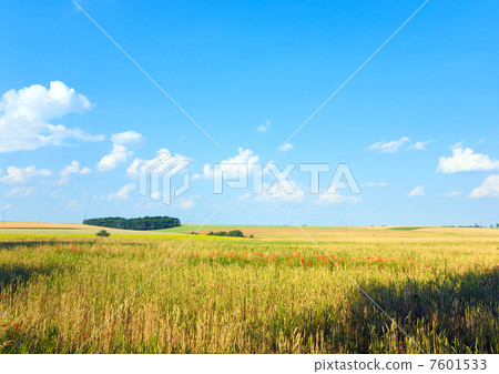 Beautiful summer wheat field Beautiful summer wheat field 7601533