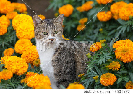 花和貓 花和貓 7601572