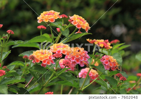 鮮花和芽在明亮的橙色七變化的海在Horikiri虹膜庭院裡 鮮花和芽在明亮的橙色七變化的海在Horikiri虹膜庭院裡 7602048