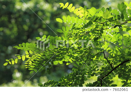 Koishikawa植物園的年輕葉子和新鮮的綠色 Koishikawa植物園的年輕葉子和新鮮的綠色 7602061