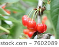 Cherry 7602089