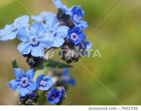 Sinna Was Renagusa (Blue): Chinese Byrds 7602398