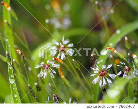 Flowers Flowers 7602467