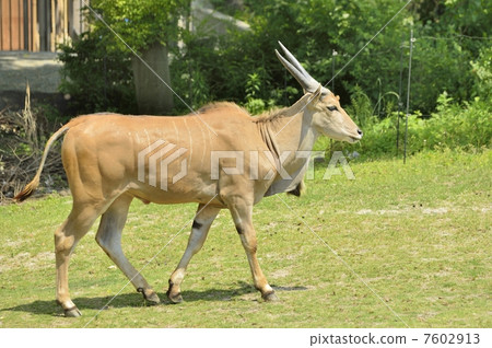 Eland 7602913