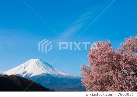 在河口湖和富士山的櫻花 在河口湖和富士山的櫻花 7603035