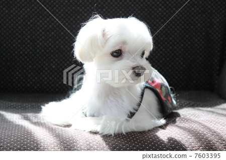 Maltese 7603395