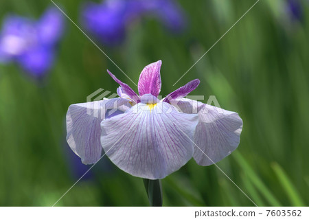 美麗的花展 7603562