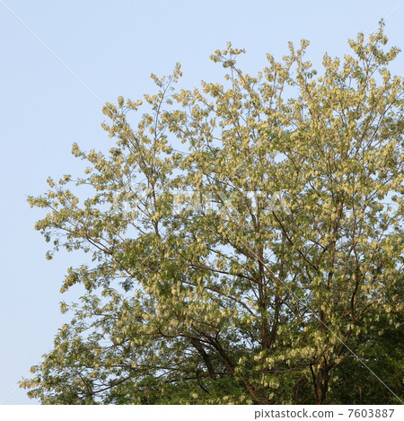 Harienge Harienge 7603887