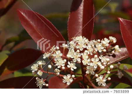 Benikanamemochi 7603899