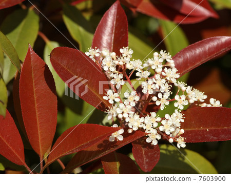 Benikamenmomechi Benikamenmomechi 7603900