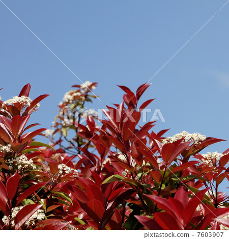 Benikanamemochi 7603907