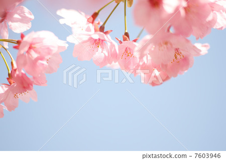 橫櫻 橫櫻 7603946